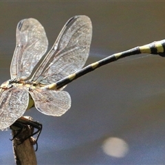 Ictinogomphus australis (Australian Tiger) at Gibberagee, NSW - 4 Feb 2015 by Bungybird