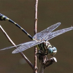 Ictinogomphus australis at Gibberagee, NSW - 4 Feb 2015 by AaronClausen