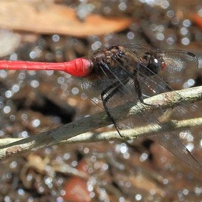 Orthetrum villosovittatum (Fiery Skimmer) at Gibberagee, NSW - 4 Feb 2015 by Bungybird