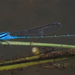 Pseudagrion microcephalum at Gibberagee, NSW - 4 Feb 2015 by AaronClausen