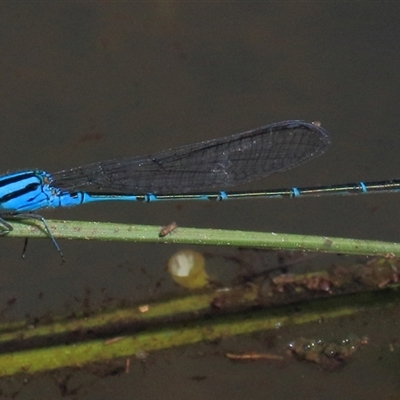 Pseudagrion microcephalum (Blue Riverdamsel) at Gibberagee, NSW - 4 Feb 2015 by Bungybird