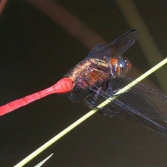 Orthetrum villosovittatum (Fiery Skimmer) at Gibberagee, NSW - 4 Feb 2015 by Bungybird