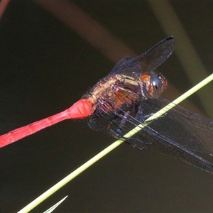 Orthetrum villosovittatum at Gibberagee, NSW - 4 Feb 2015 09:20 PM