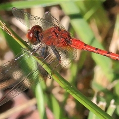 Diplacodes bipunctata at Gibberagee, NSW - 4 Feb 2015 by AaronClausen