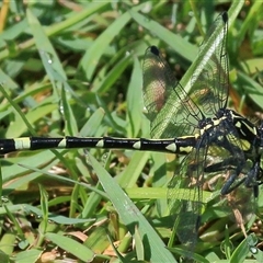 Austroepigomphus praeruptus (Twin-spot Hunter) at Gibberagee, NSW by Bungybird