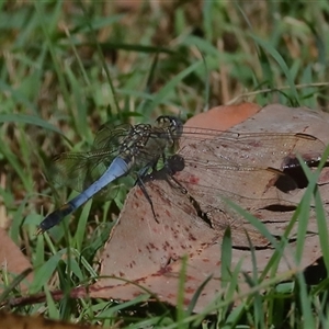 Orthetrum caledonicum at Gibberagee, NSW - 27 Jan 2022