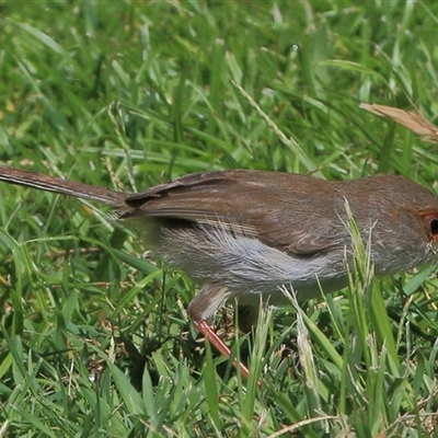 Malurus cyaneus (Superb Fairywren) at Gibberagee, NSW - 4 Feb 2015 by Bungybird