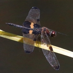 Rhyothemis phyllis at Gibberagee, NSW - 27 Jan 2022 by AaronClausen