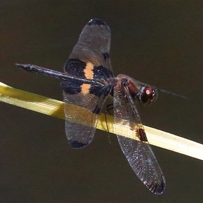 Rhyothemis phyllis (Yellow-striped Flutterer) at Gibberagee, NSW - 27 Jan 2022 by Bungybird