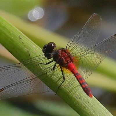 Diplacodes melanopsis at Gibberagee, NSW - 27 Jan 2022 by AaronClausen