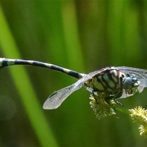 Ictinogomphus australis at Gibberagee, NSW - 27 Jan 2022 09:27 PM