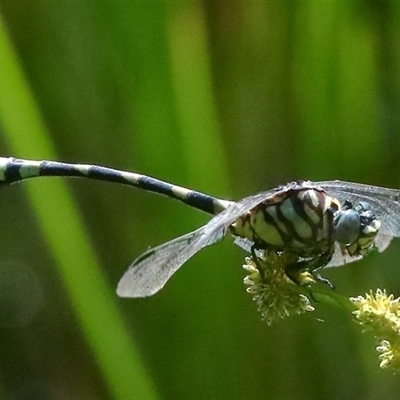 Ictinogomphus australis at Gibberagee, NSW - 27 Jan 2022 by AaronClausen