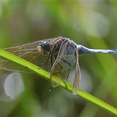 Orthetrum caledonicum at Gibberagee, NSW - 27 Jan 2022 by AaronClausen