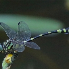 Ictinogomphus australis at Gibberagee, NSW - 27 Jan 2022 by AaronClausen