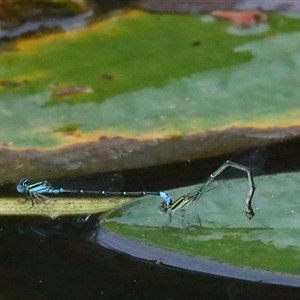 Austroagrion watsoni at Gibberagee, NSW - 28 Jan 2022 03:21 AM