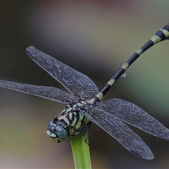 Ictinogomphus australis (Australian Tiger) at Gibberagee, NSW - 28 Jan 2022 by Bungybird