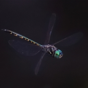 Hemicordulia australiae at Gibberagee, NSW - 28 Jan 2022 03:34 AM