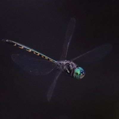 Hemicordulia australiae at Gibberagee, NSW - 27 Jan 2022 by AaronClausen