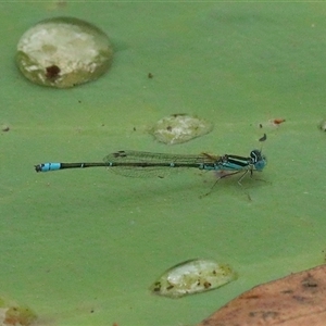 Austroagrion watsoni at Gibberagee, NSW - 28 Jan 2022 03:36 AM