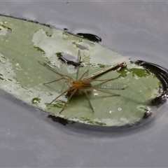 Dolomedes facetus (Crafty Fishing Spider) at Gibberagee, NSW - 27 Jan 2022 by AaronClausen