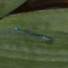 Austroagrion watsoni at Gibberagee, NSW - 27 Jan 2022 by AaronClausen