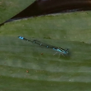 Austroagrion watsoni at Gibberagee, NSW - 28 Jan 2022