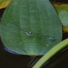 Austroagrion watsoni at Gibberagee, NSW - 27 Jan 2022 by AaronClausen