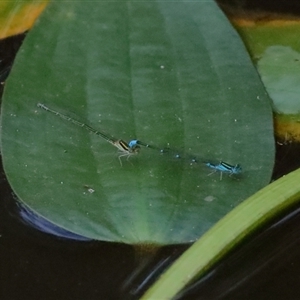 Austroagrion watsoni at Gibberagee, NSW - 28 Jan 2022 03:13 AM