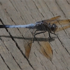 Orthetrum caledonicum at Gibberagee, NSW - 28 Jan 2022 by AaronClausen