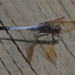 Orthetrum caledonicum at Gibberagee, NSW - 28 Jan 2022 11:20 PM