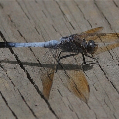 Orthetrum caledonicum at Gibberagee, NSW - 28 Jan 2022 by AaronClausen