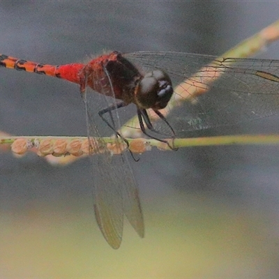 Diplacodes melanopsis at Gibberagee, NSW - 28 Jan 2022 by AaronClausen