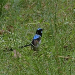 Malurus cyaneus (Superb Fairywren) at Gibberagee, NSW - 28 Jan 2022 by Bungybird