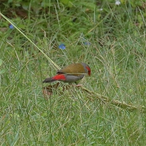 Neochmia temporalis at Gibberagee, NSW by AaronClausen