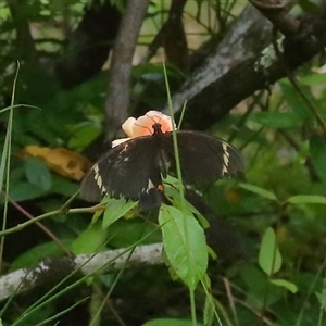 Papilio aegeus at Gibberagee, NSW by AaronClausen