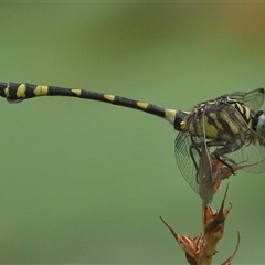 Ictinogomphus australis (Australian Tiger) at Gibberagee, NSW - 29 Jan 2022 by Bungybird