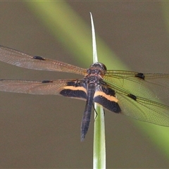 Rhyothemis phyllis at Gibberagee, NSW - 28 Jan 2022 by AaronClausen