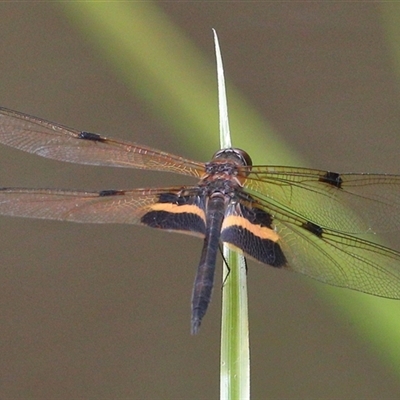 Rhyothemis phyllis (Yellow-striped Flutterer) at Gibberagee, NSW - 29 Jan 2022 by Bungybird