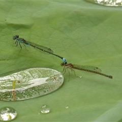 Austroagrion watsoni at Gibberagee, NSW - 28 Jan 2022 by AaronClausen