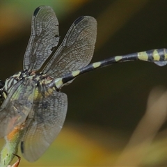 Ictinogomphus australis (Australian Tiger) at Gibberagee, NSW - 30 Jan 2022 by Bungybird