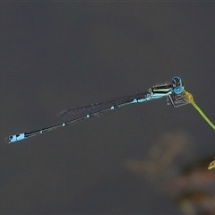 Austroagrion watsoni at Gibberagee, NSW - 29 Jan 2022 by AaronClausen