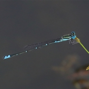 Austroagrion watsoni at Gibberagee, NSW - 30 Jan 2022