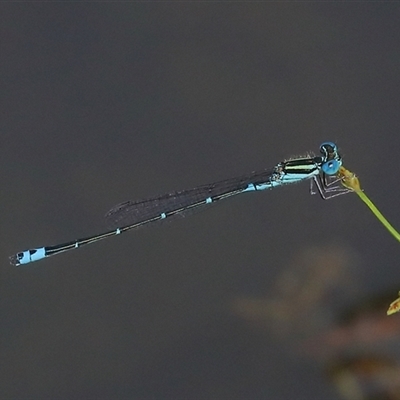 Austroagrion watsoni (Eastern Billabongfly) at Gibberagee, NSW - 30 Jan 2022 by Bungybird