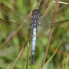 Orthetrum caledonicum (Blue Skimmer) at Gibberagee, NSW - 30 Jan 2022 by Bungybird