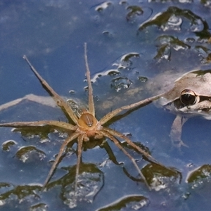 Dolomedes facetus at Gibberagee, NSW - 30 Jan 2022