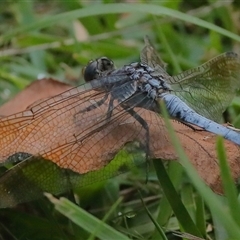 Orthetrum caledonicum at Gibberagee, NSW - 30 Jan 2022 by AaronClausen