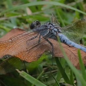 Orthetrum caledonicum at Gibberagee, NSW - 30 Jan 2022 09:46 PM
