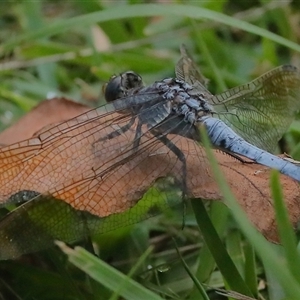 Orthetrum caledonicum at Gibberagee, NSW by AaronClausen