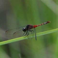 Diplacodes melanopsis (Black-faced Percher) at Gibberagee, NSW - 30 Jan 2022 by Bungybird