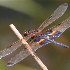 Rhyothemis phyllis (Yellow-striped Flutterer) at Gibberagee, NSW - 30 Jan 2022 by Bungybird